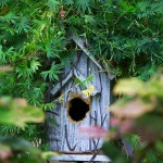 For the Love of Birds…..my wild bird ‘Bed and Breakfast’ garden