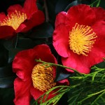 Camellia sasanqua… a Fall Southern Classic