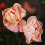 Wordless Wednesday