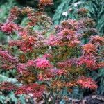 My Love Affair with Japanese Maples
