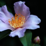 Camellia sasanqua
