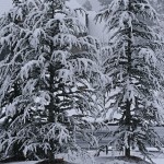 “I’m Dreaming of a White Christmas”….
