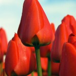 Oh My!  Bulb Mania in my Garden…