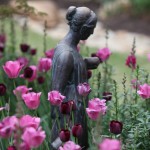 An Early ‘SpRInG FeVeR’ in my garden…..