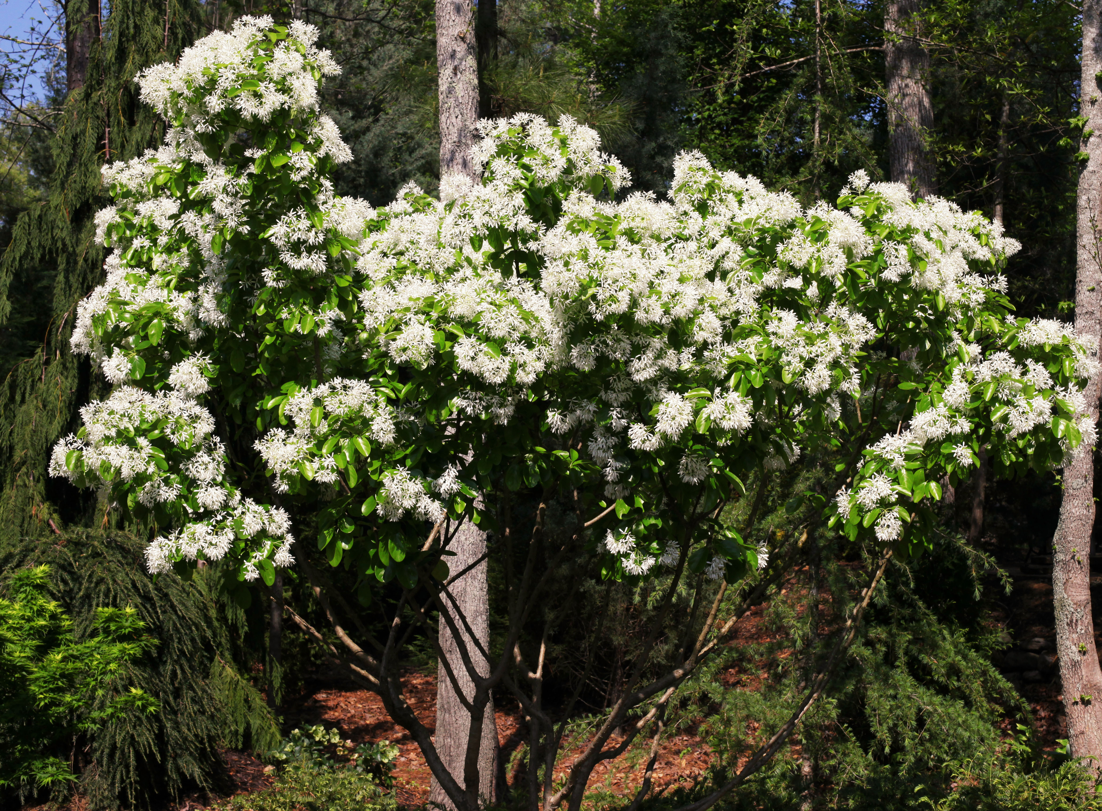 The awakening of my Fringe Tree….