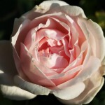 Wordless Wednesday