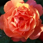 Weeks Rose
