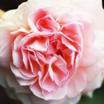 'Evelyn'  David Austin rose