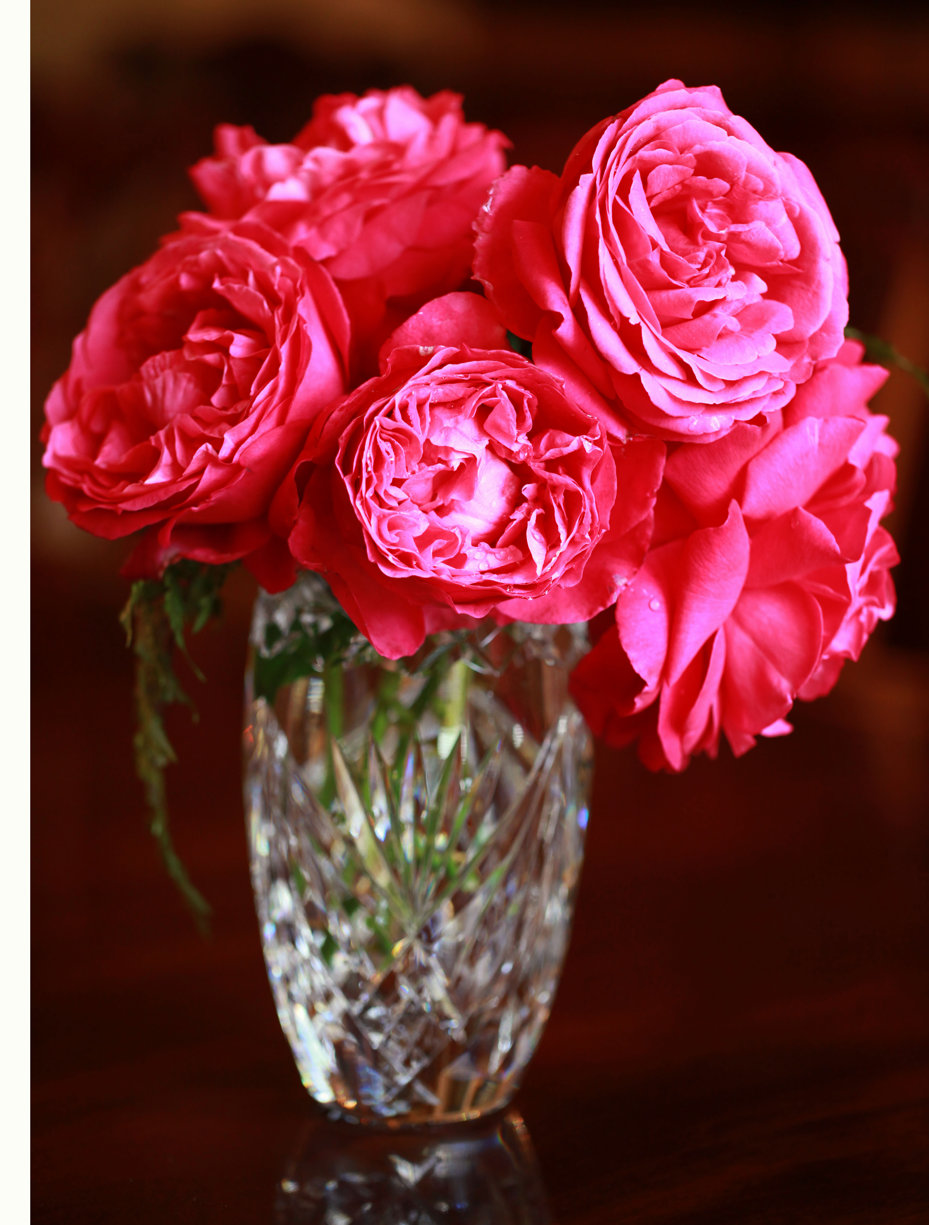 The Old Rose Romance of the ‘Grande Dame’ in my garden…