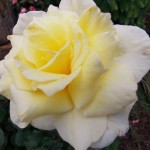 Wordless Wednesday