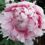 Peony 'Sarah Bernhardt'
