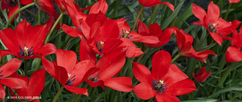 Linifolia species Tulip