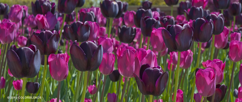 Strike me Pink Tulips