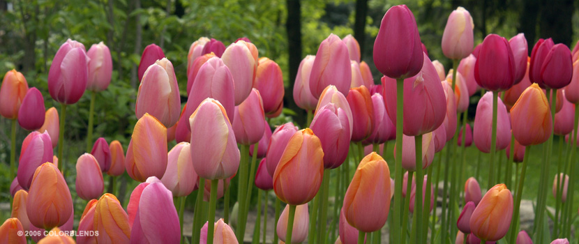 French Blend Rose Tulips