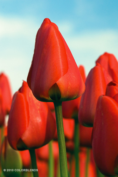 Best Red Tulips