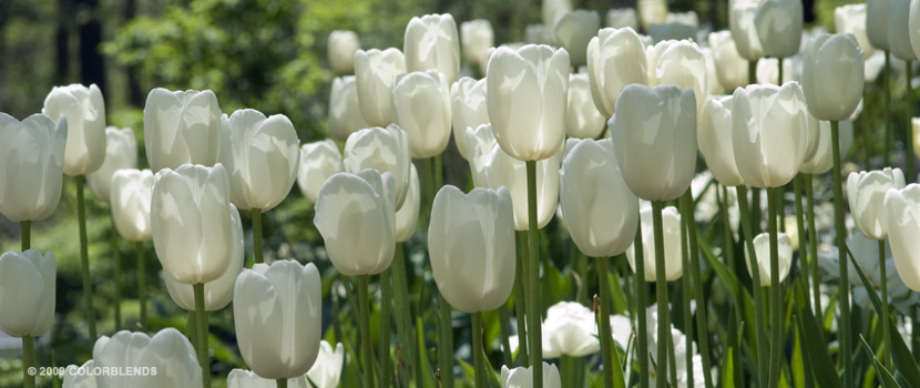 Maureen tulips