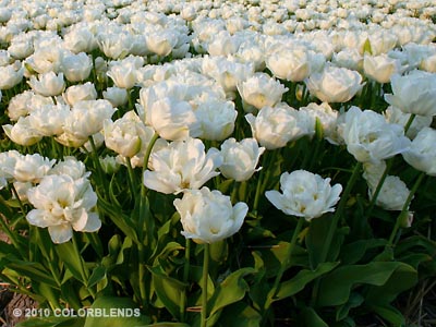 Mount Tacoma Double Tulips