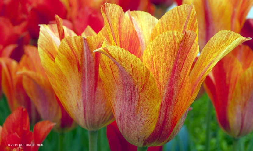 ElNino Tulips