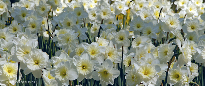 Ice Follies Daffid