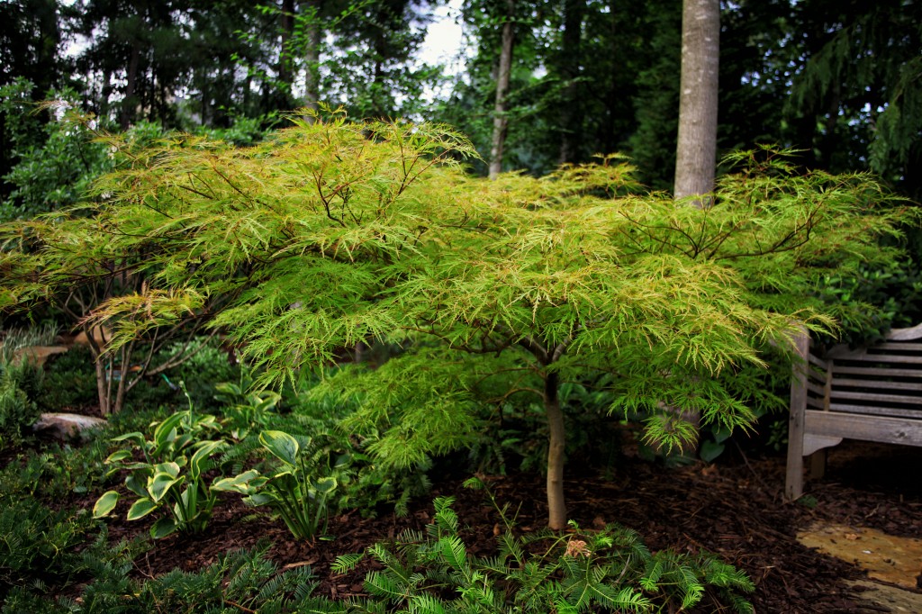 2011 07 13_1176_edited-2 copy