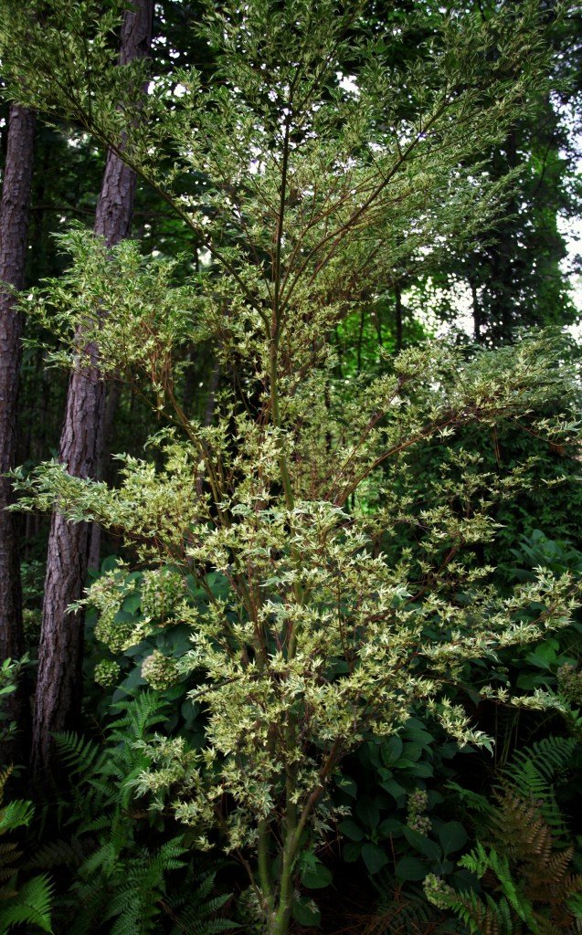 2011 07 13_1181_edited-1 copy
