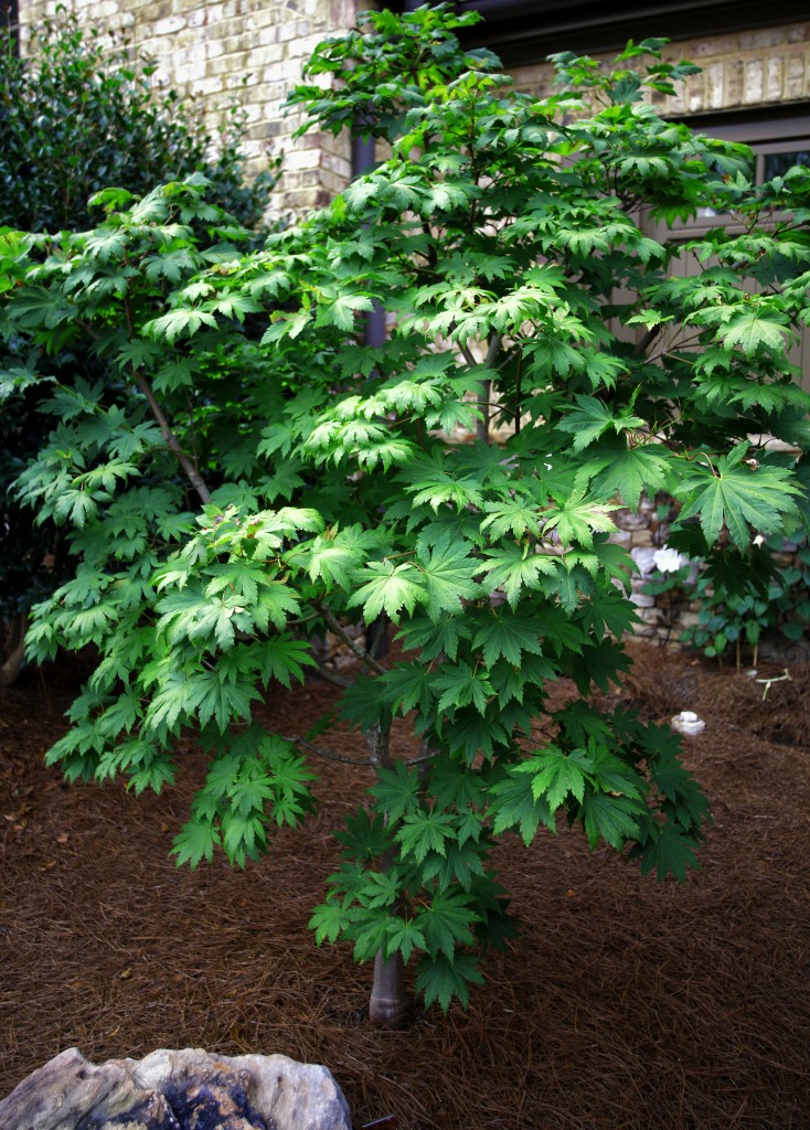 2011 07 13_1205_edited-1 copy