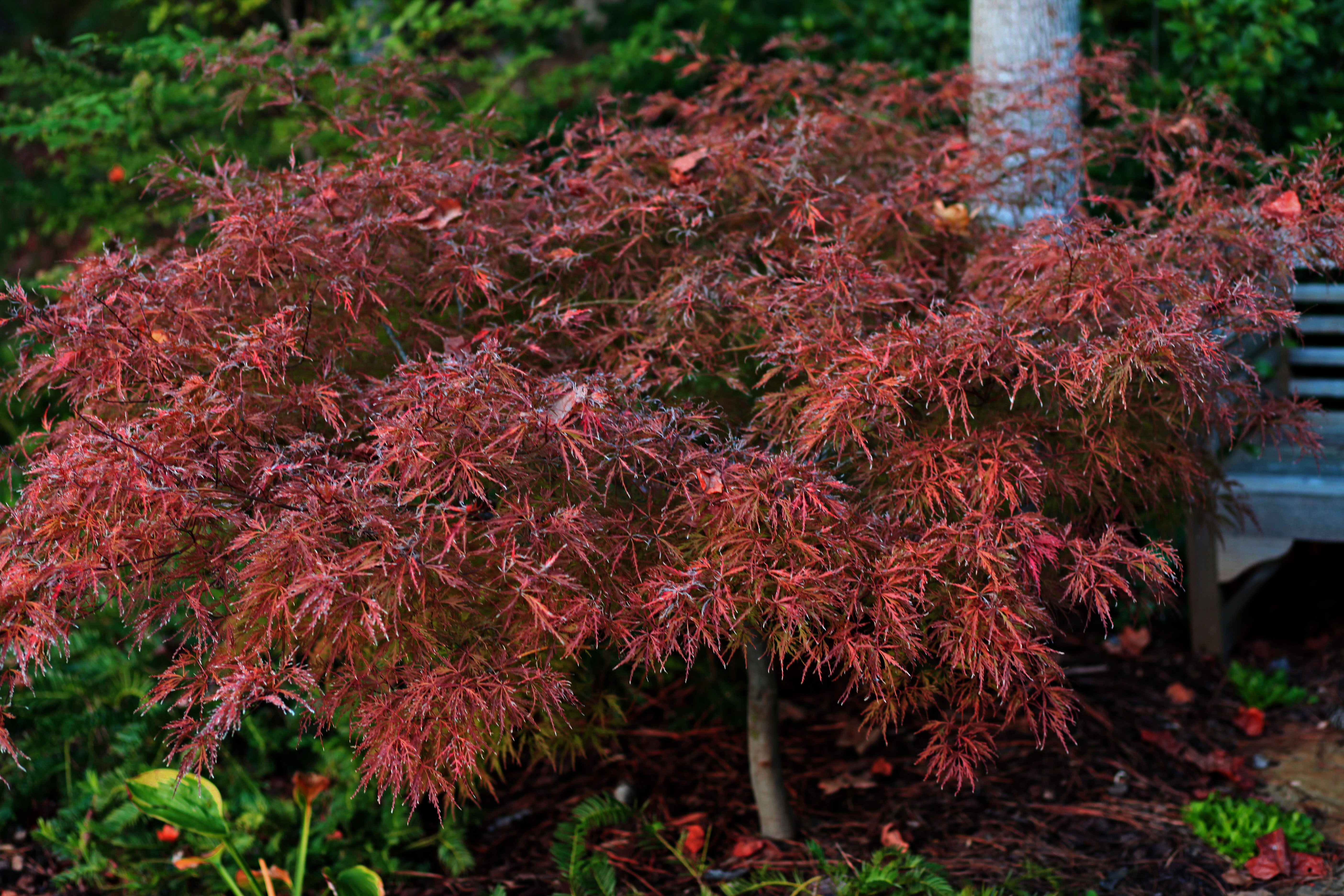 My Love Affair with Japanese Maples.