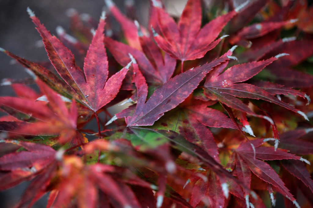 2011 11 09_3195_edited-1
