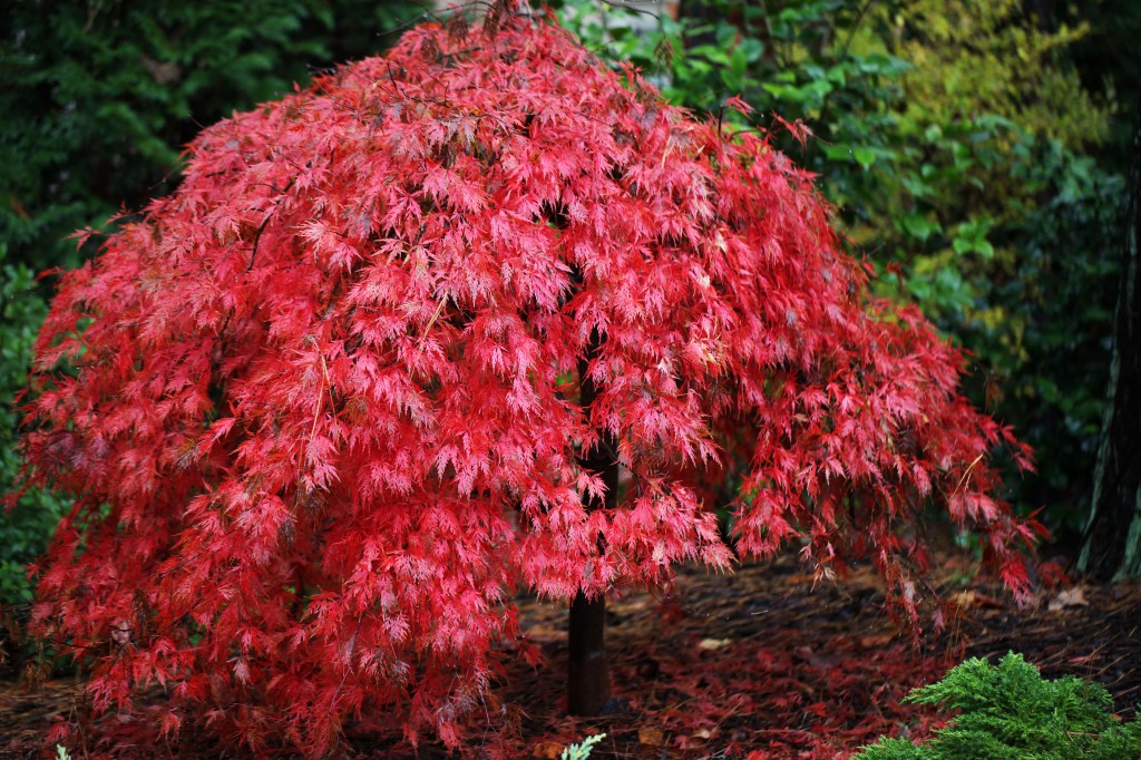 2011 11 16_3221_edited-1