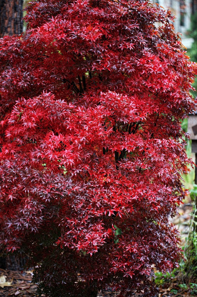 2011 11 16_3243_edited-2