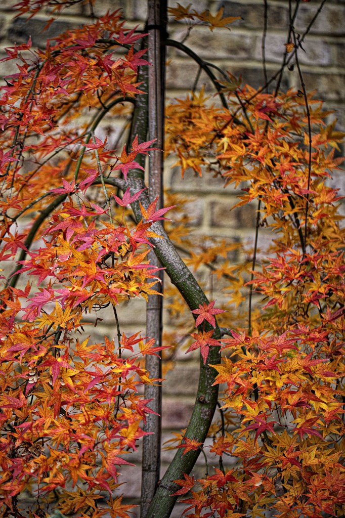 2011 11 16_3360_edited-1