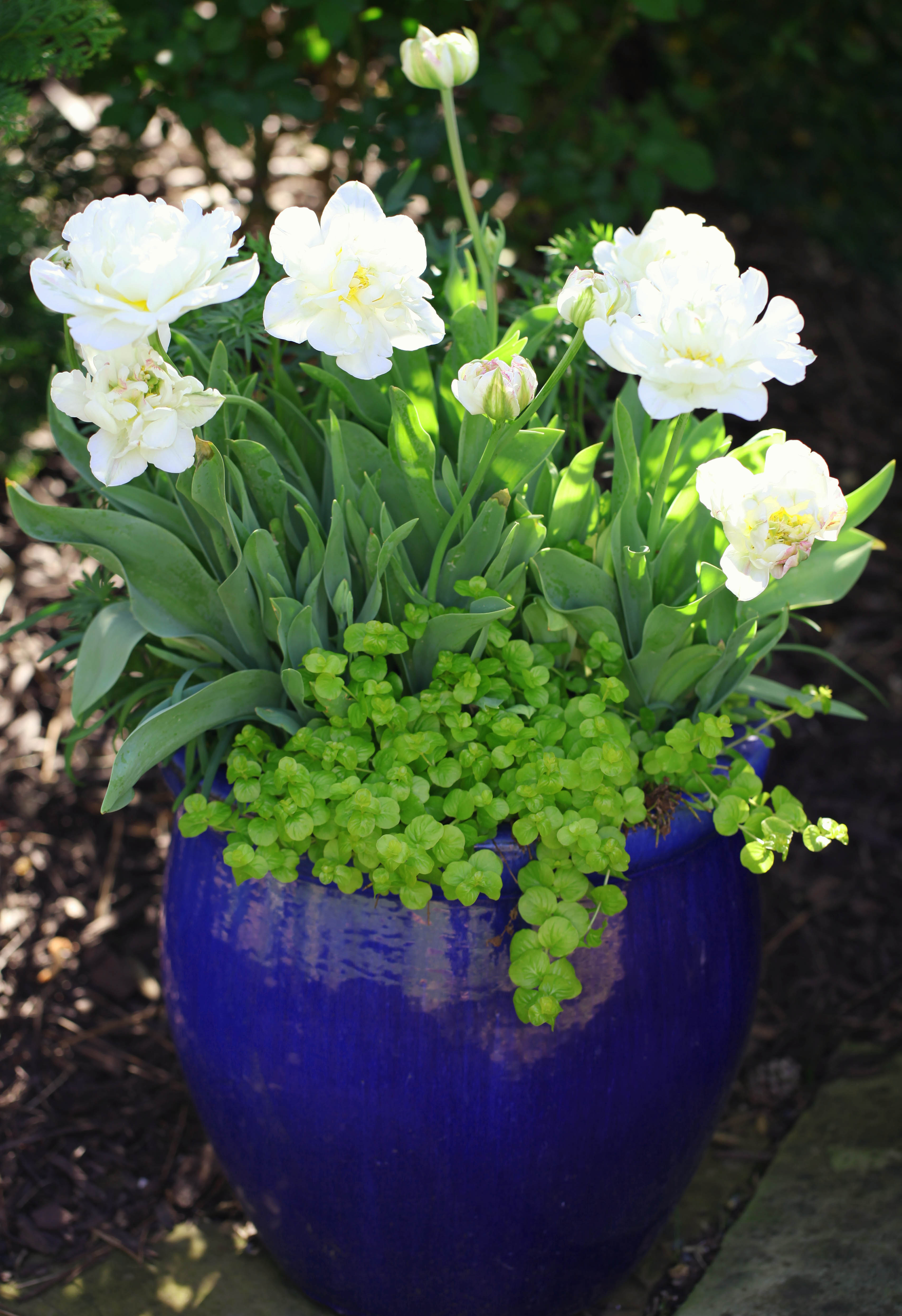 2012 03 26_4903_edited-1