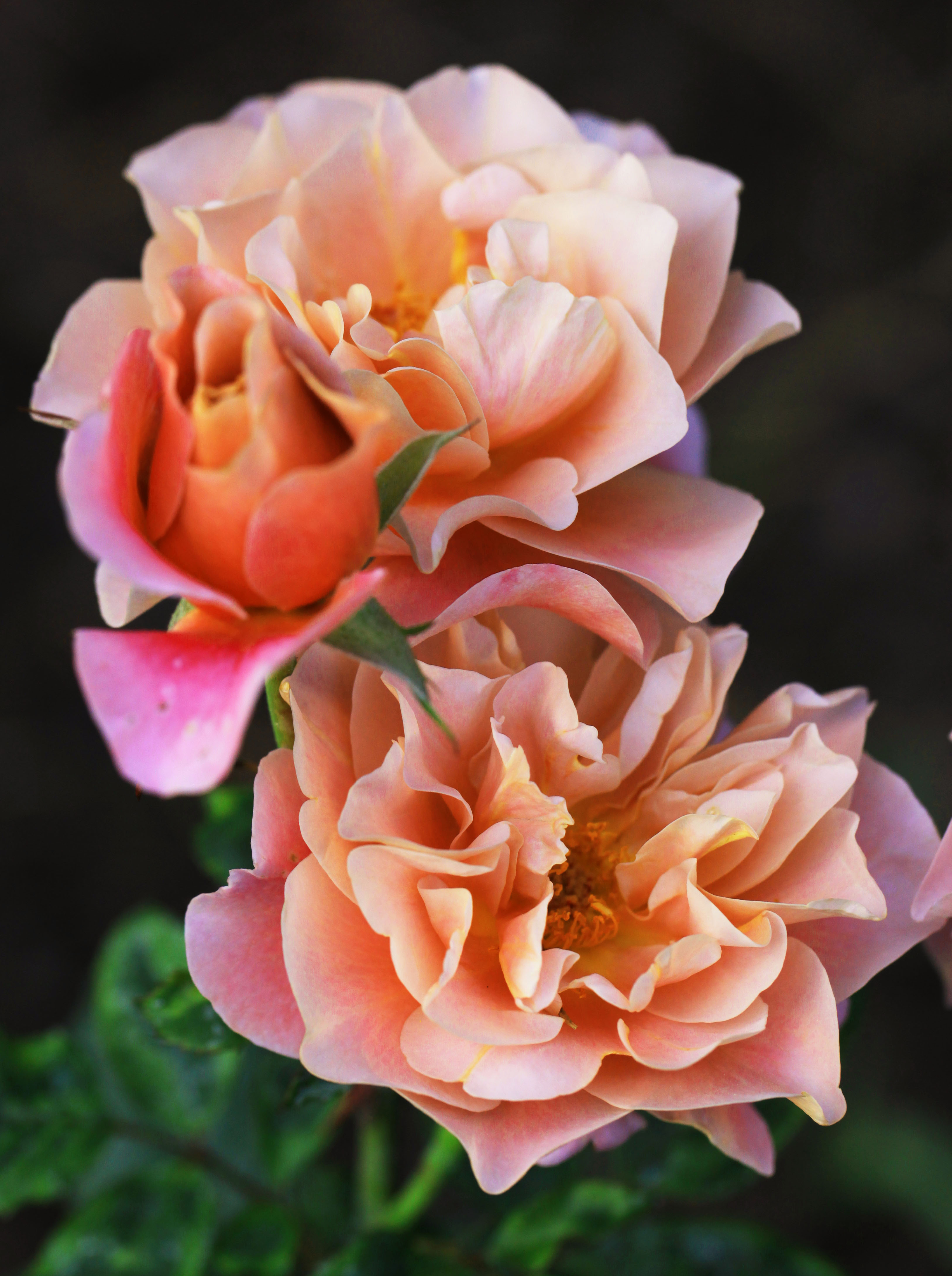 2012 03 30_4961_edited-1