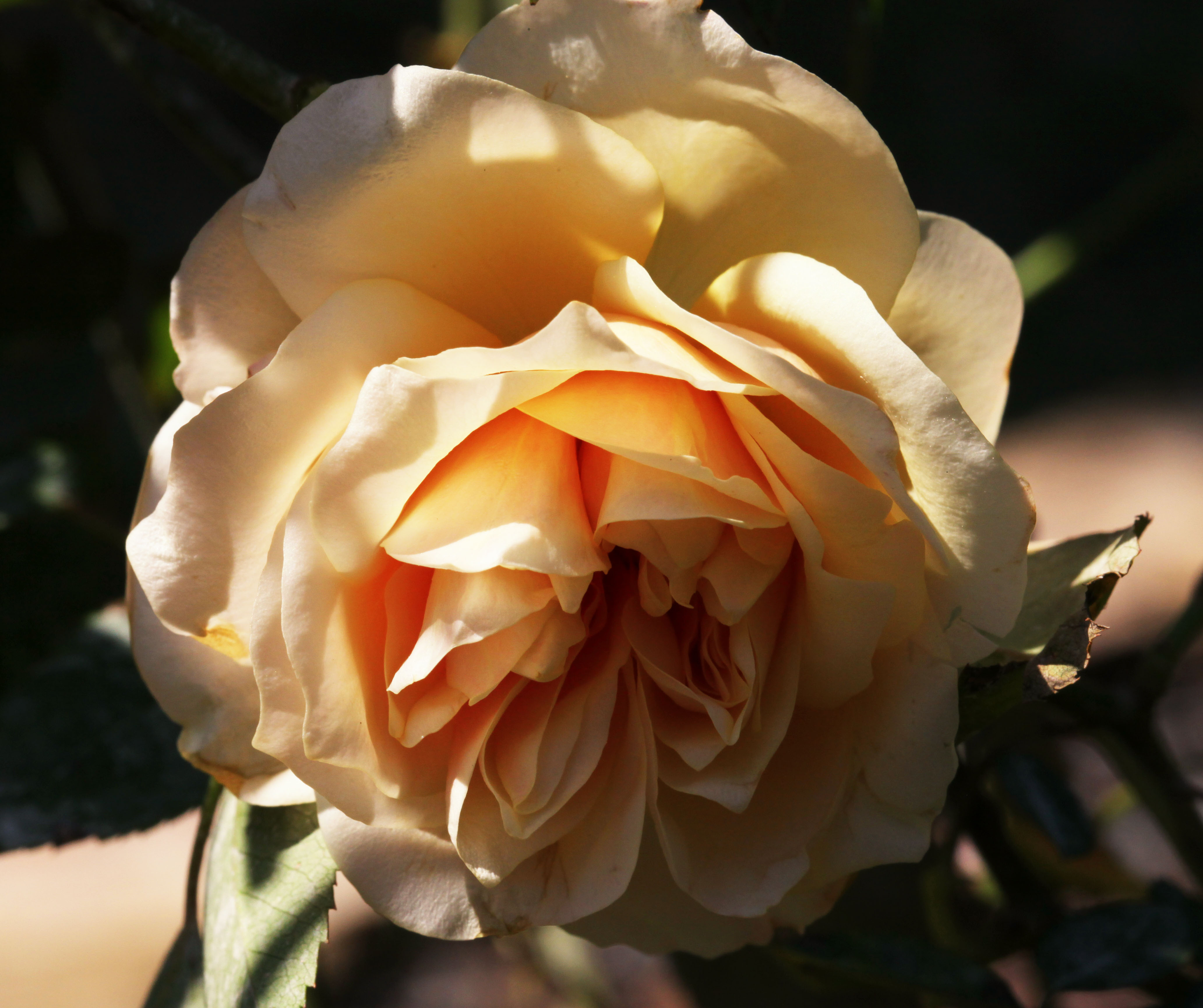 2012 04 01_5018_edited-1