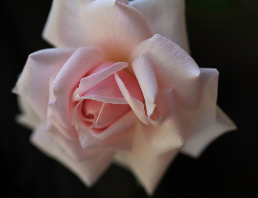 2012 05 20_5889_edited-1 Bourbon rose 'Mystic Beauty'