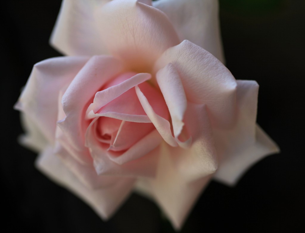 Bourbon rose 'Mystic Beauty'