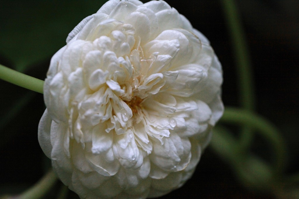 2011 10 01_1966_edited-1