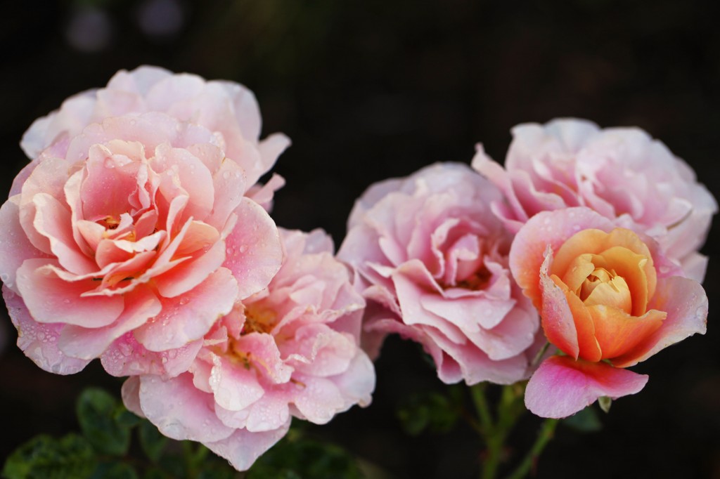 2012 03 30_4947_edited-1