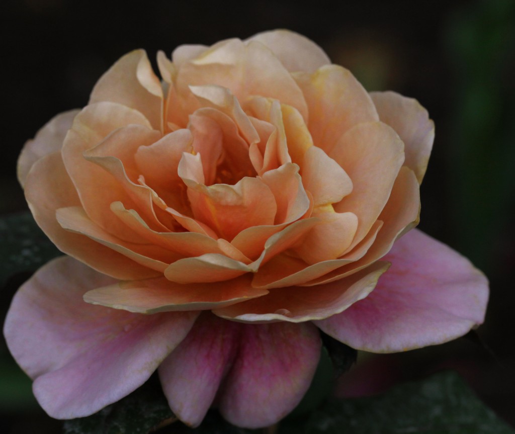 2012 03 31_5007_edited-1