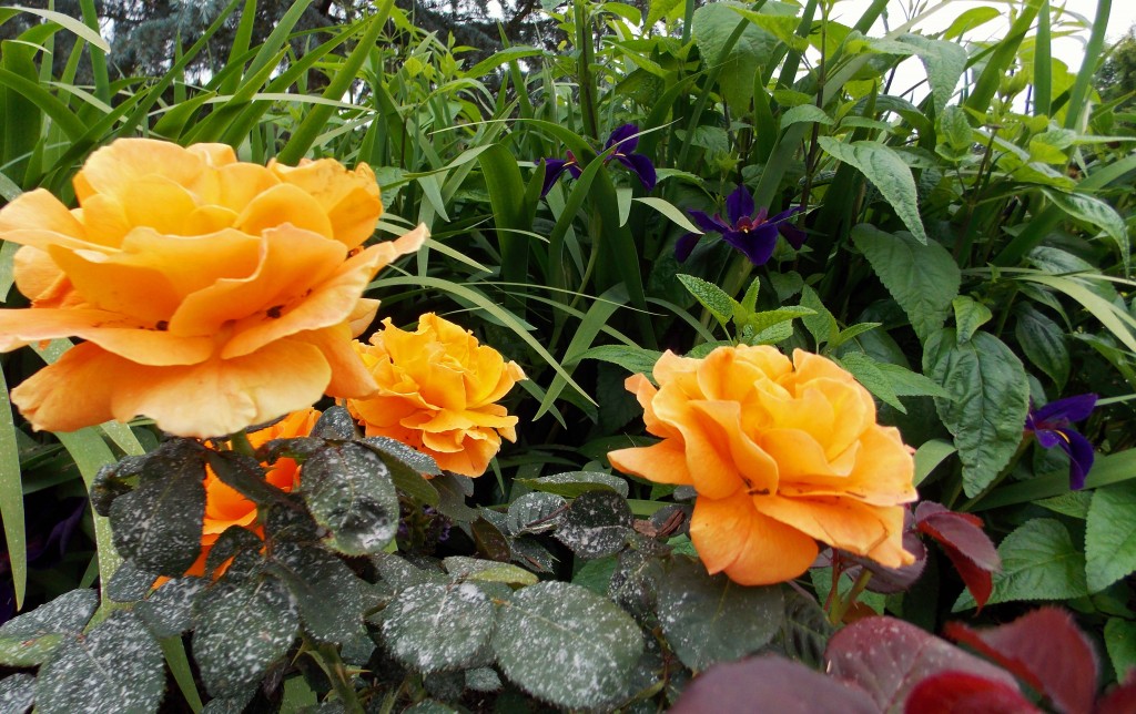 2012 04 22_5318_edited-1