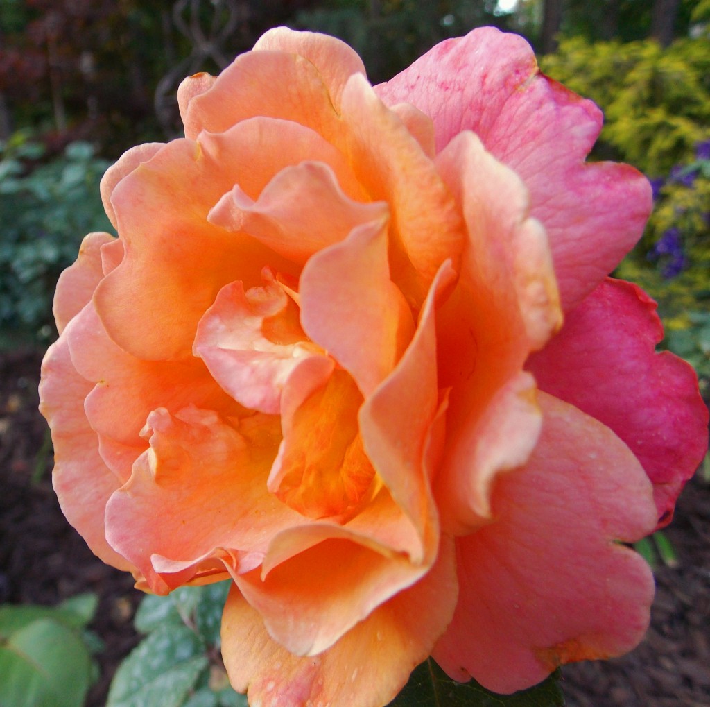 Floribunda rose 'Easy Does It