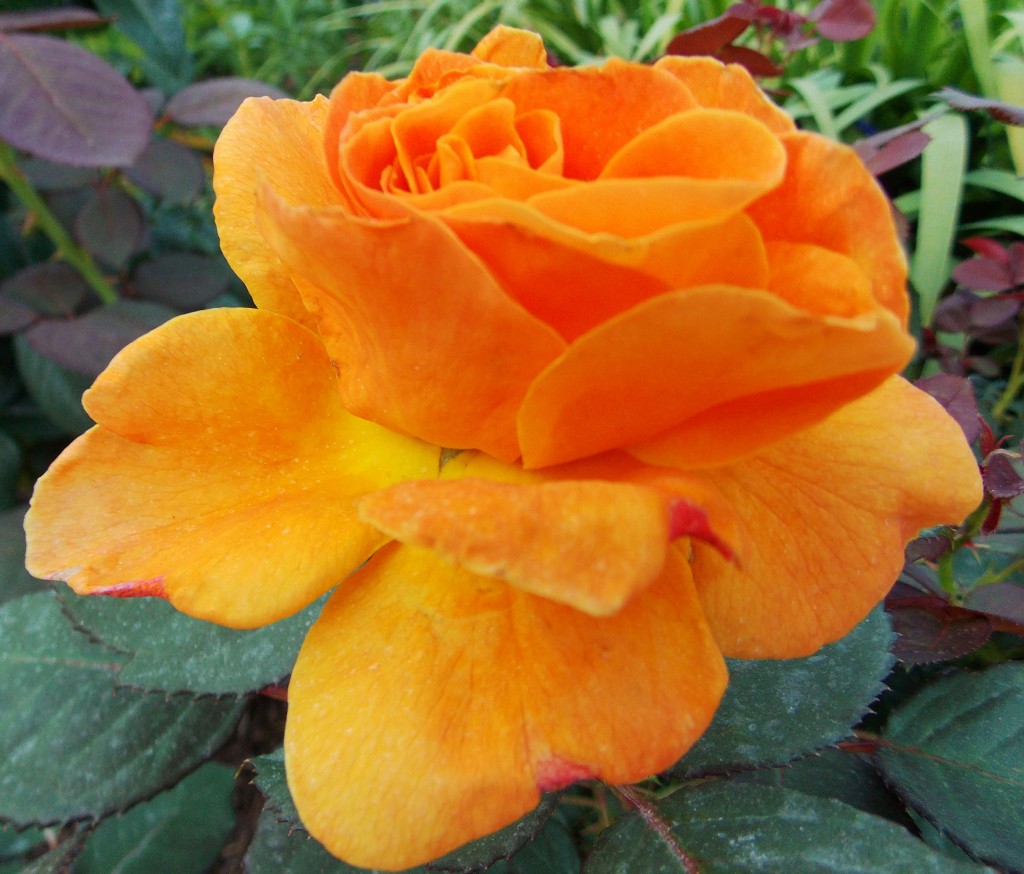 2012 05 11_5649_edited-2