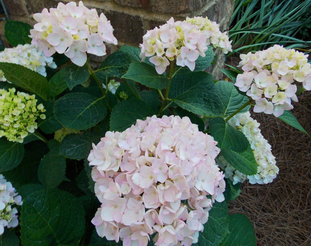 H. macrophylla  'Blushing Bride'