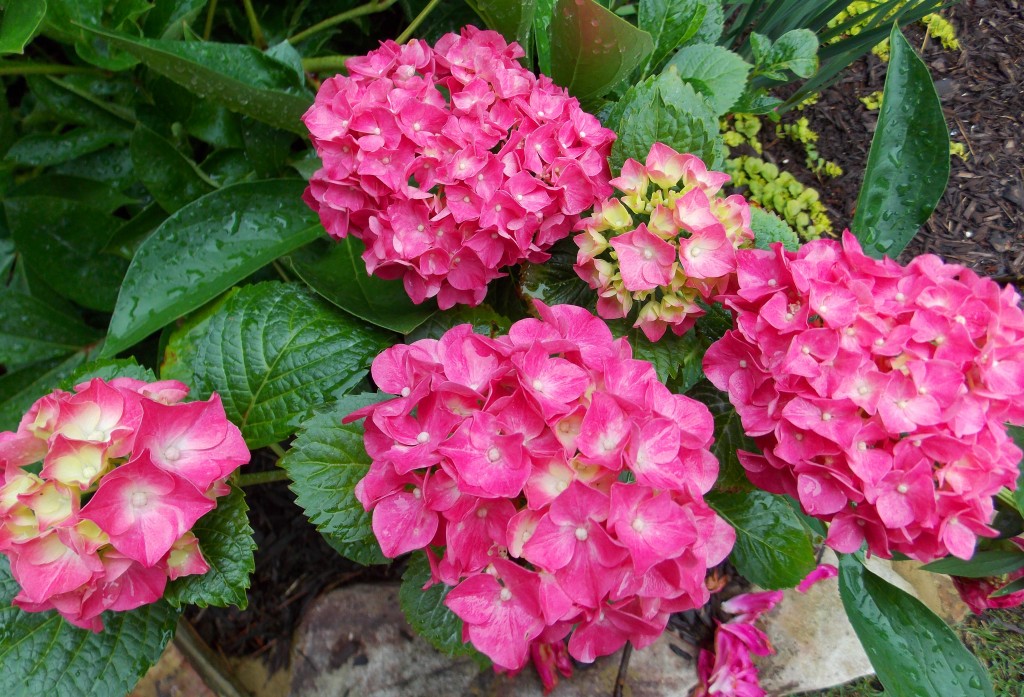 2012 05 11_5706_edited-1
