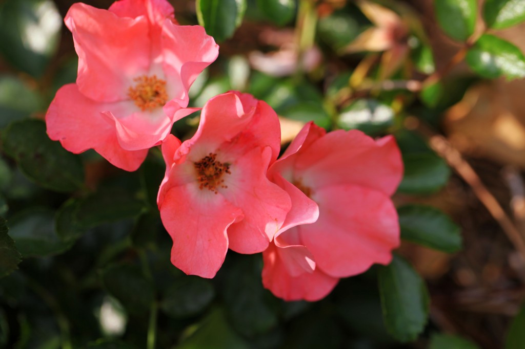 2012 05 14_5796_edited-1