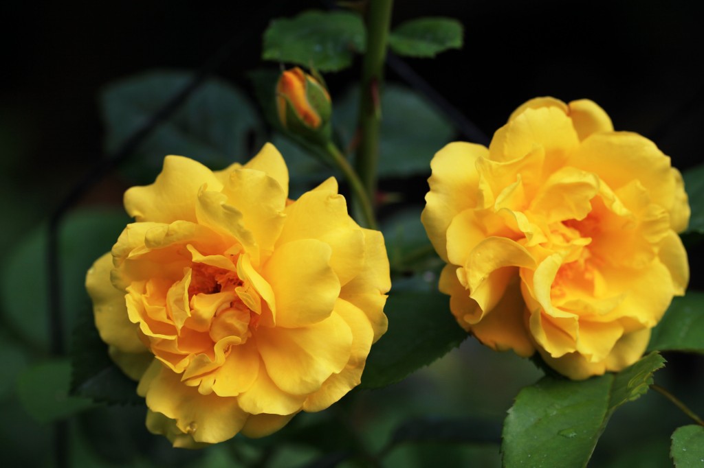 2012 05 20_5912_edited-1