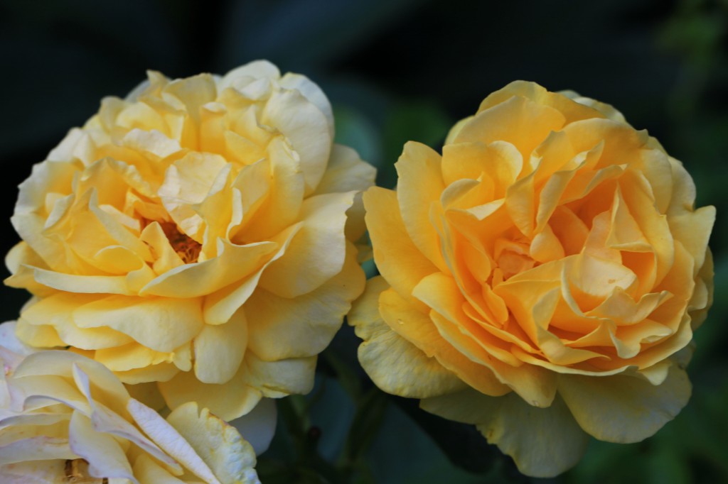 2012 05 27_6051_edited-1