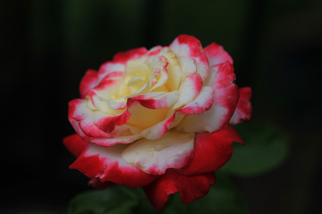 2012 05 29_6134_edited-1