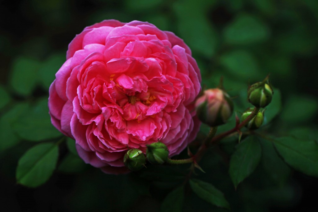 2012 05 29_6140_edited-1 copy