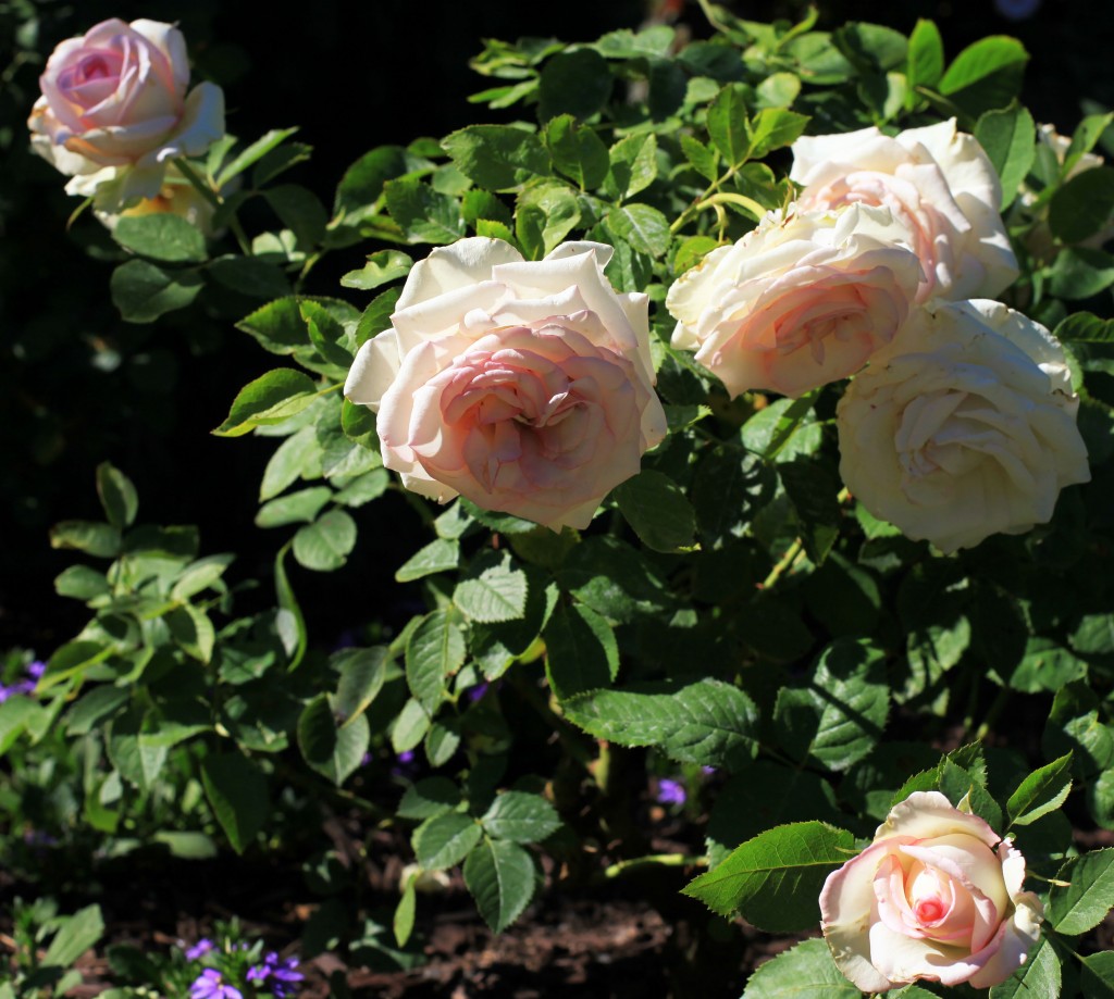 2012 06 02_6256_edited-1
